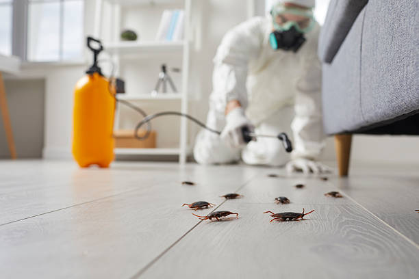Commercial Rodent Management in Thermalito